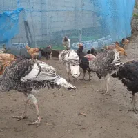 بغلمون و غاز و غو غاز|حیوانات مزرعه|رشت, آتشگاه|دیوار