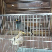مرغ مینا. سخنگو