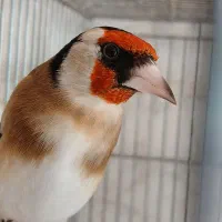 سهره قرص بخون