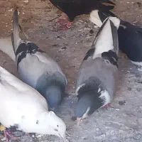 کبوتر بدرنگ نروماده