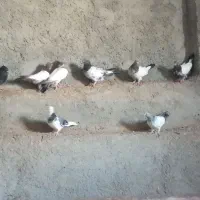 کبوتر