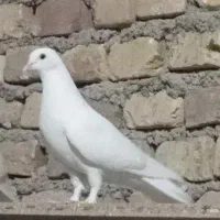 ماده سفید مست