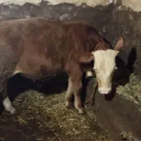 گوساله سیمینتال