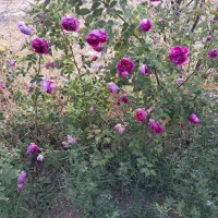 باغ ویلا خانه|فروش خانه و ویلا|خواجه, |دیوار