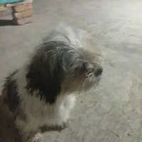 سگ یکساله ماده شیتزو