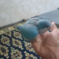طوطی راهب