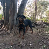 ماده رتوایلر