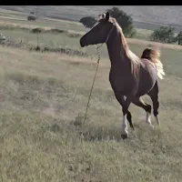 مادیان عرب صورت دار مصری یسر خوشگل|اسب و تجهیزات اسبسواری|مشهد, کلاهدوز|دیوار