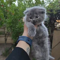 اسکاتیش