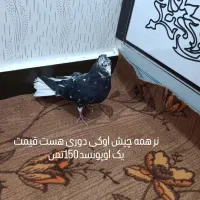 کبوتر برای فروش بازدیدسوسنگرد|پرنده|اهواز, کمپلو شمالی|دیوار