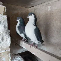 کبوتر طوقی. وساده.