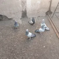 کبوتر نقره ای نوک ریز کاکلی