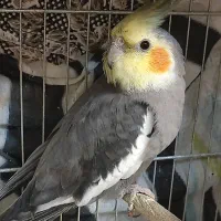 عروس هلندی مولد|پرنده|شیراز, معالی‌آباد|دیوار