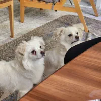 ۲ عدد سگ پاپی و توله های تازه به دنیا آمده بازیگوش|سگ|ابریشم, |دیوار