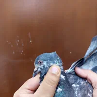 کفتر