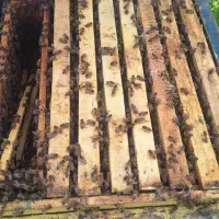 صد عدد زنبور|حیوانات مزرعه|چابکسر, |دیوار