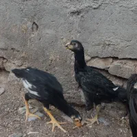 جوجه لاری افغان