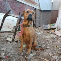 سگ روتوایلر ماده جوان|سگ|مشکین‌دشت, |دیوار