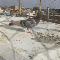 ماده هفترنگ|پرنده|الوند, |دیوار