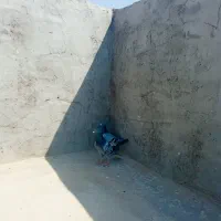 کفتر یا کبوتر پلاکی|پرنده|یزد, |دیوار