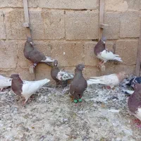 ده تا ماده رنگی|پرنده|جهرم, |دیوار