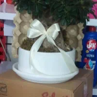 گل بن سای شفلرا طبیعی