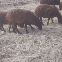 هم خونی دلیل فروش