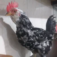 خروس گلین|حیوانات مزرعه|مشکین‌دشت, |دیوار