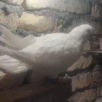 یک جفت کبوتر نوک قنار سفید|پرنده|شهرکرد, |دیوار