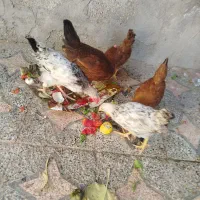 جوجه وخیگ محلی