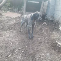 سگ شکاری|سگ|تالش, جوکندان|دیوار