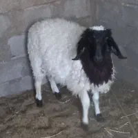 بره نر زیل