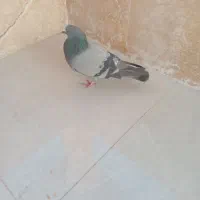 کفتر|پرنده|ملارد, |دیوار