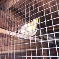 طوطی عروس هلندی|پرنده|بهشهر, |دیوار