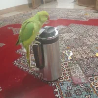 طوطی منگلو سخنگو سبز ماده|پرنده|ماهان, |دیوار