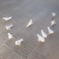 کفتر کبوتر سفید راعبی