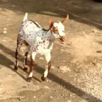 بزغاله اصل|حیوانات مزرعه|فسا, |دیوار