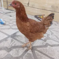 دو عدد مرغ