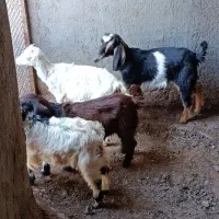 ۴عدد بزغاله  رگاهی  دونه ۴۵۰۰و، 2-بز زایده