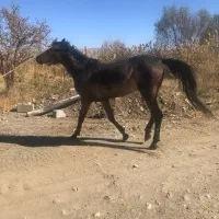 اسب ۵ساله|اسب و تجهیزات اسبسواری|پیرانشهر, |دیوار