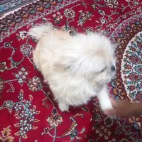 سگ پاکوتاه پیکینیز