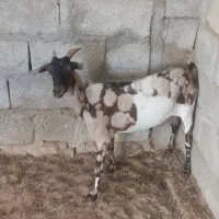 بز کاموری با بز سومال|حیوانات مزرعه|مهرستان, |دیوار