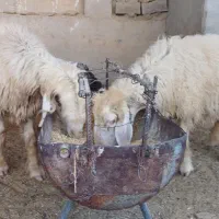 میش بره دار|حیوانات مزرعه|بهبهان, |دیوار
