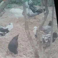 تخم مرغ نطفه دار|حیوانات مزرعه|شهریار, شهرک شاهد|دیوار