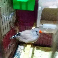 فنچ. این پرنده مشتری خاص خودشو داره|پرنده|بندر ماهشهر, |دیوار