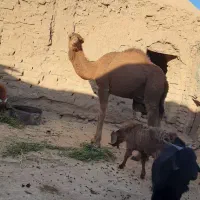 حق بلبون|حیوانات مزرعه|جلگه ماژان, |دیوار