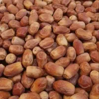 خرما زاهدی درجه یک