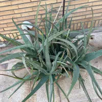 گلدان آلوورا|گل و گیاه طبیعی|بندر ماهشهر, |دیوار