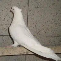 کبوتر کله پفکی کاکلی سفید مهر نوک ریز