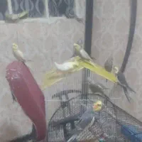 عروس هلندی